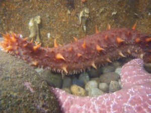 Where and When To Tidepool in the Olympic Peninsula | Feiro Marine Life ...