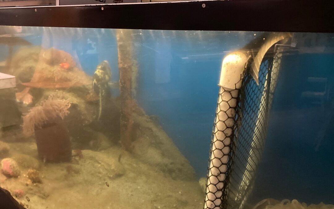 aquarium with pvc and mesh fence divider