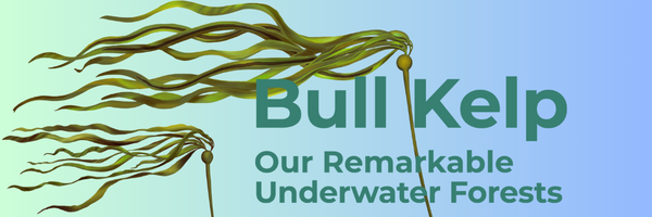 drawing of kelp with exhibit title reading Bull Kelp Our Remarkable Underwater Forests