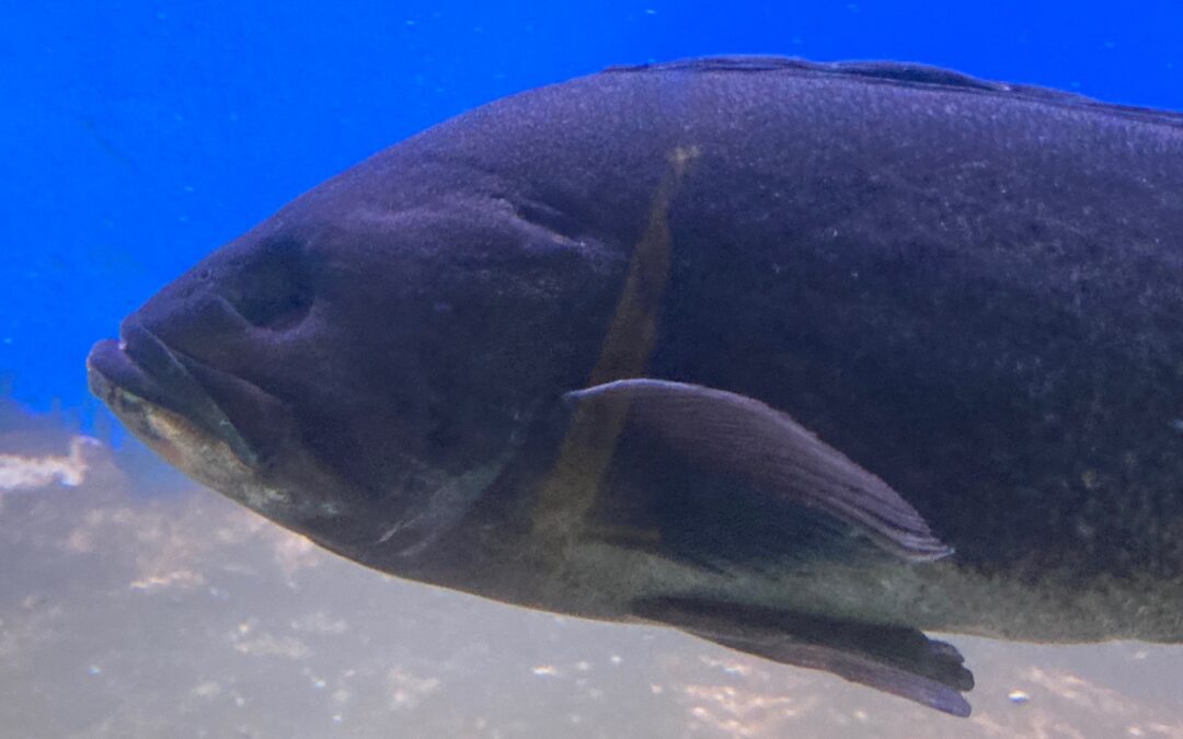 black rockfish with no eye side view