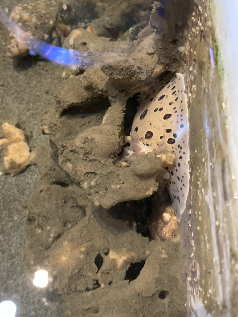 spotted sea slug in sponge