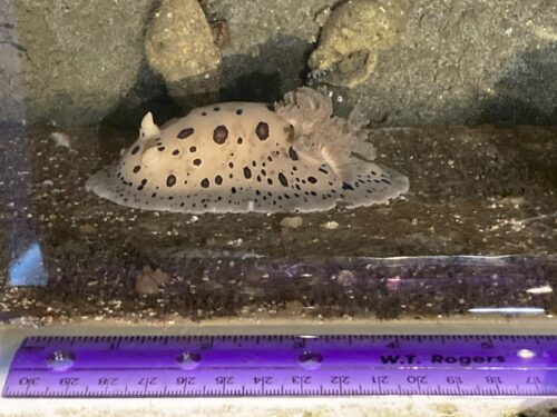 spotted nudibranch next to purple ruler measuring 4 inches