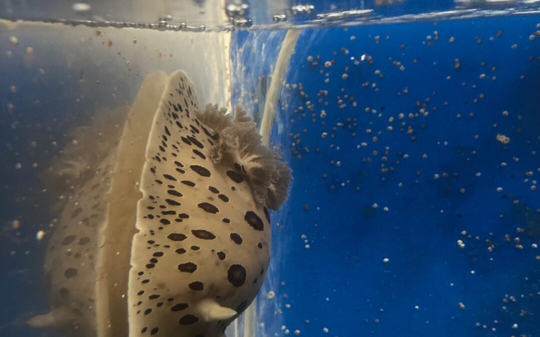 Northern Leopard Dorid Doesn’t Leave a “Spot” of Sponge Behind